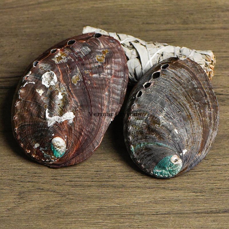 Pair of natural abalone shells with iridescent accents resting on a wooden surface and white woven cloth background
