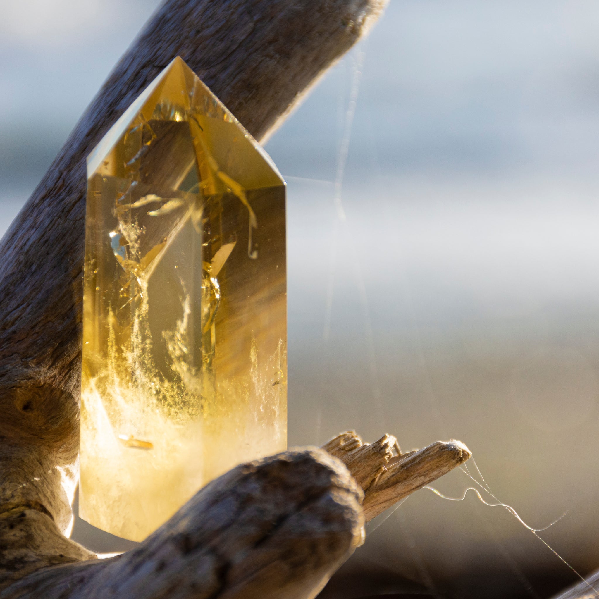 Polished yellow citrine crystal point resting between weathered driftwood pieces outdoors with soft blurred background