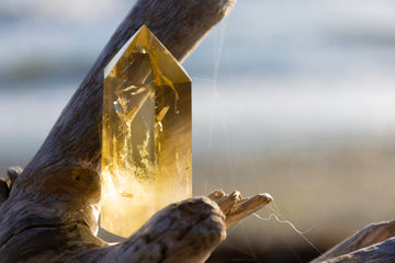 Polished yellow citrine crystal point resting between weathered driftwood pieces outdoors with soft blurred background